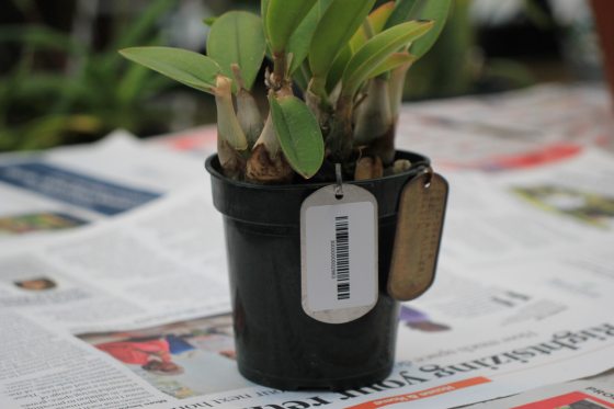 Every Orchid is an Individual | Longwood Gardens